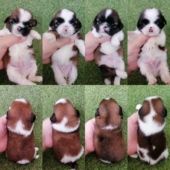 เปิดจอง ชิสุห์ทอยเเท้ เกรดสวย ชายล้วน