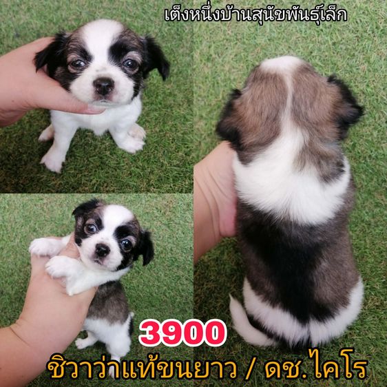 ชิวาว่าเเท้ขนยาว สามสี ช. พร้อมย้าย  รูปที่ 6