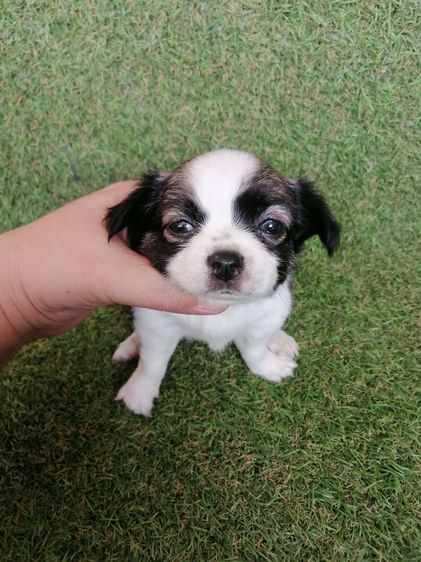 ชิวาว่าเเท้ขนยาว สามสี ช. พร้อมย้าย  รูปที่ 4