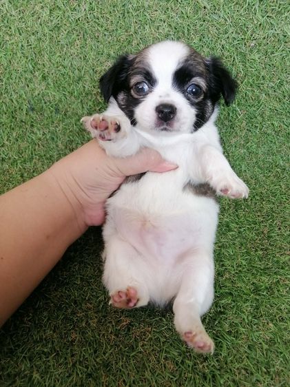 ชิวาว่าเเท้ขนยาว สามสี ช. พร้อมย้าย  รูปที่ 2