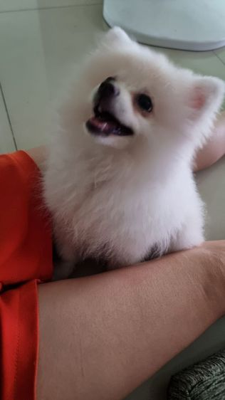ปอมเมอเรเนียน (Pomeranian) เล็ก ปอมแท้