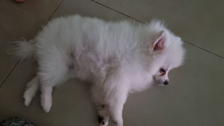 ปอมแท้ รูปที่ 4