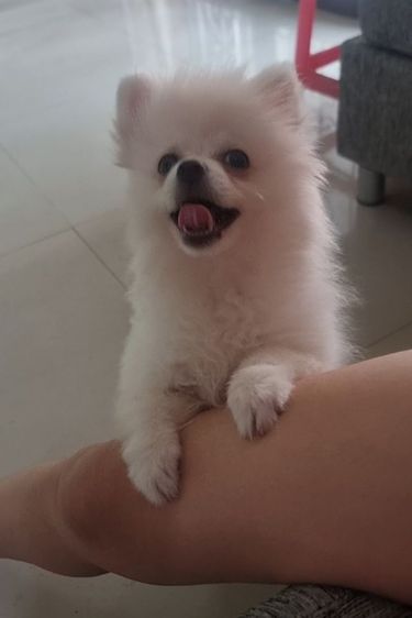 ปอมแท้ รูปที่ 3