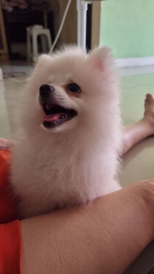 ปอมแท้ รูปที่ 2