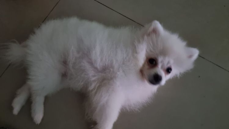 ปอมแท้ รูปที่ 5