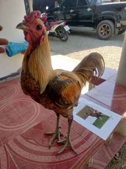 ไก่ชน รูปที่ 2