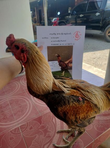 ไก่ชน รูปที่ 3