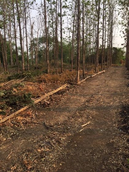 ต้นสัก ขายเหมาไร่ รูปที่ 6