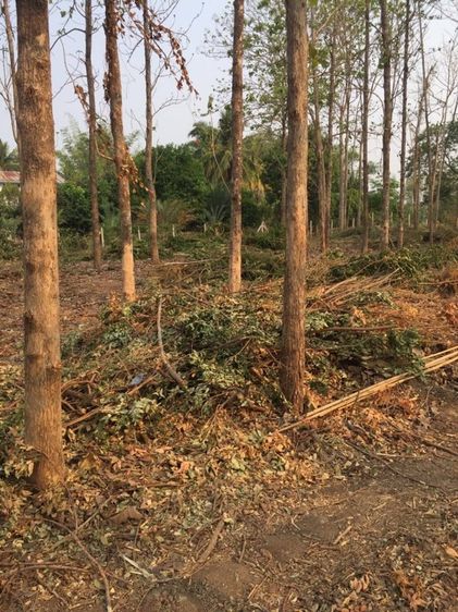 ต้นสัก ขายเหมาไร่ รูปที่ 9