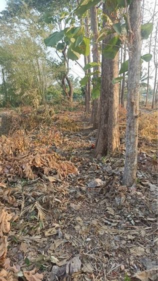 ต้นสัก ขายเหมาไร่ รูปที่ 8