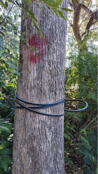 ต้นสัก ขายเหมาไร่ รูปที่ 4