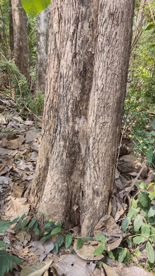 ต้นสัก ขายเหมาไร่ รูปที่ 2