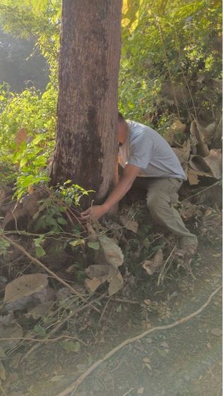 ต้นสัก ขายเหมาไร่ รูปที่ 3