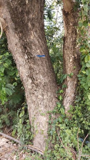 ต้นสัก ขายเหมาไร่