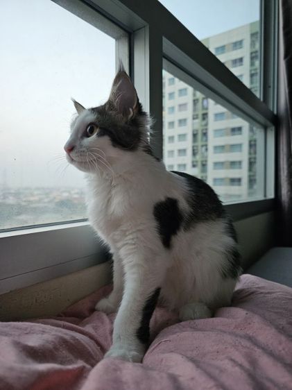 ลูกแมวเมนคูนผสมเปอร์เซีย เพศเมีย อายุ 4 เดือน
 รูปที่ 5