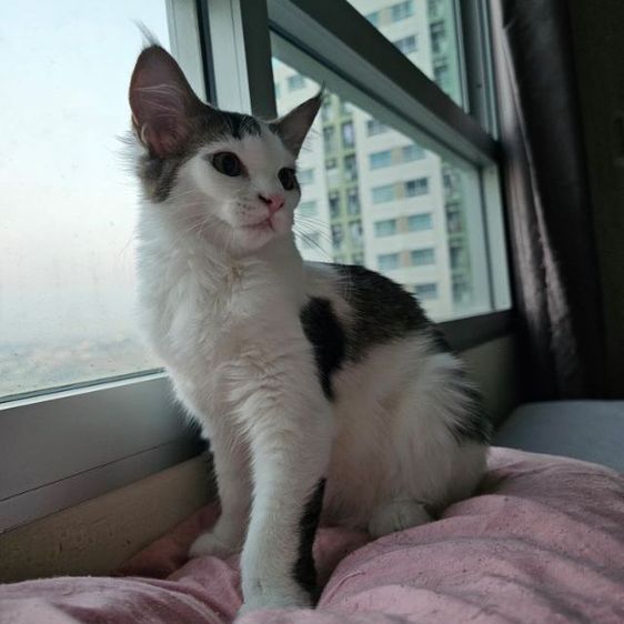 ลูกแมวเมนคูนผสมเปอร์เซีย เพศเมีย อายุ 4 เดือน
 รูปที่ 2