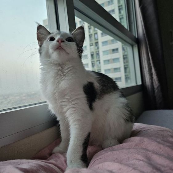 ลูกแมวเมนคูนผสมเปอร์เซีย เพศเมีย อายุ 4 เดือน
 รูปที่ 4