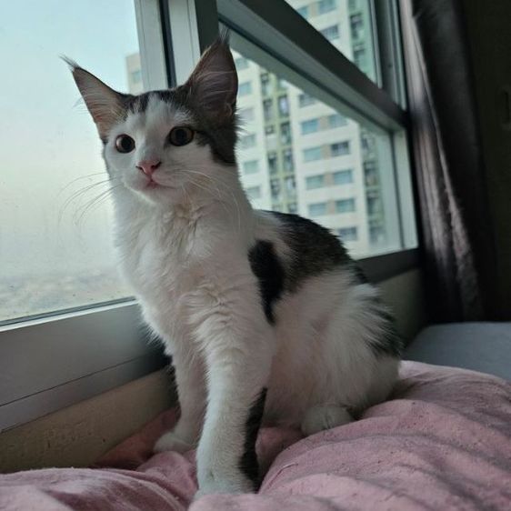 ลูกแมวเมนคูนผสมเปอร์เซีย เพศเมีย อายุ 4 เดือน
 รูปที่ 3