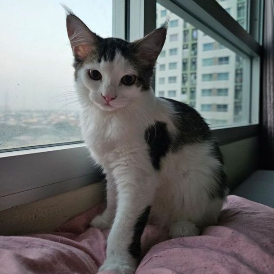 เมนคูน (Maine Coon) ลูกแมวเมนคูนผสมเปอร์เซีย เพศเมีย อายุ 4 เดือน
