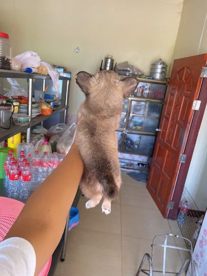 ชิวาวาขนยาวแท้ เพศผู้ รูปที่ 2