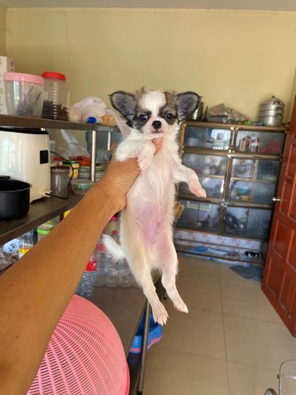 ชิวาวาแท้ ขนสั้นและขนยาว รูปที่ 3