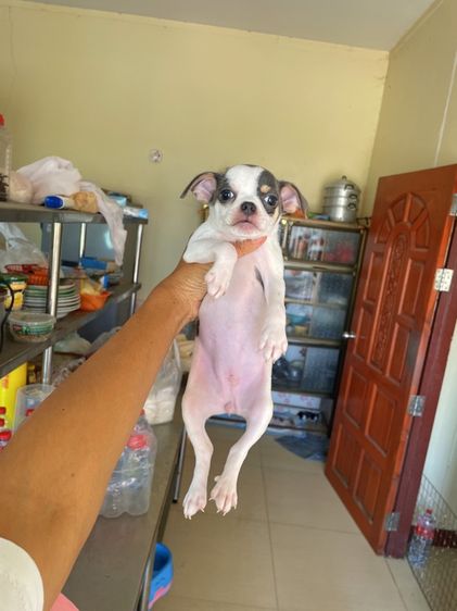 ชิวาวาแท้ ขนสั้นและขนยาว รูปที่ 9