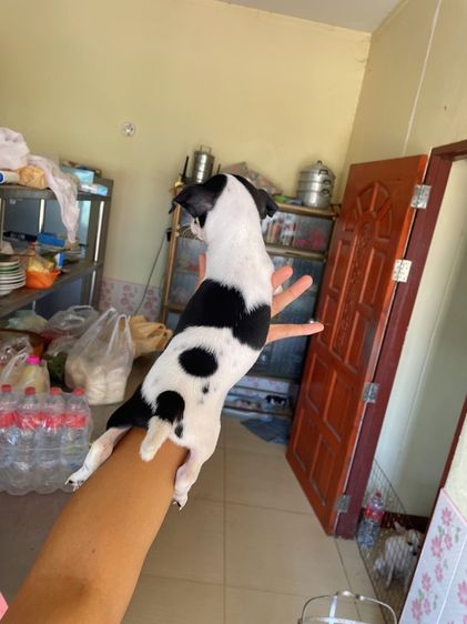 ชิวาวาแท้ ขนสั้นและขนยาว รูปที่ 8