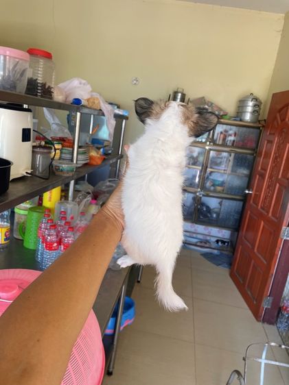 ชิวาวาแท้ ขนสั้นและขนยาว รูปที่ 4