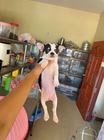 ชิวาวาแท้ ขนสั้นและขนยาว รูปที่ 5