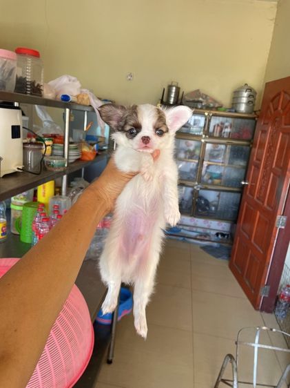 ชิวาวา (Chihuahua) เล็ก ชิวาวาแท้ ขนสั้นและขนยาว