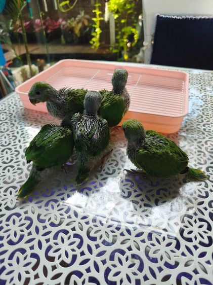 นกริงเน็ค ลูกป้อน  รูปที่ 3