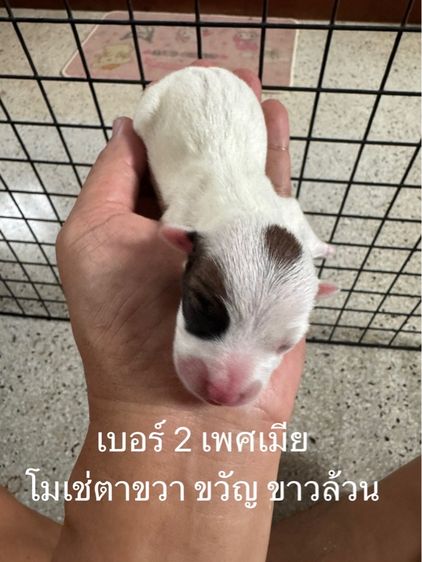 แจ๊ครัสเซลล์ รูปที่ 2