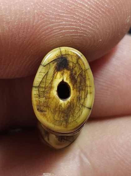 ⛳️เสือหลวงพ่อปาน วัดบางเหี้ย