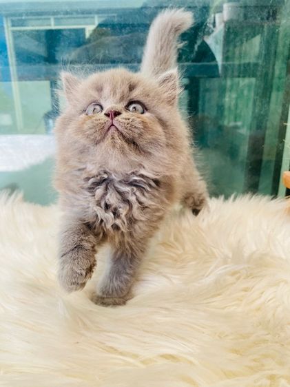 สก็อตติช โฟลด์ (Scottish Fold) สกอตติสขนยาว เพศเมีย 5500