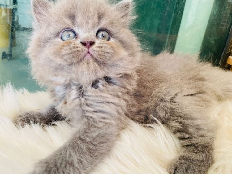 สกอตติสขนยาว เพศเมีย 5500 รูปที่ 2