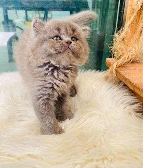 สกอตติสขนยาว เพศเมีย 5500 รูปที่ 6