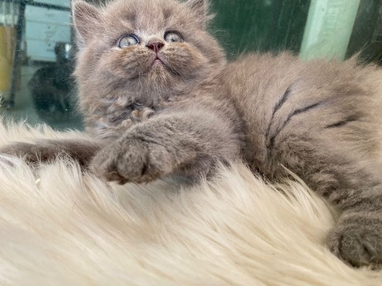 สกอตติสขนยาว เพศเมีย 5500 รูปที่ 4