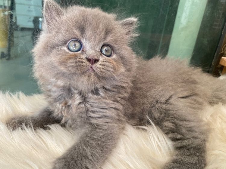 สกอตติสขนยาว เพศเมีย 5500 รูปที่ 3