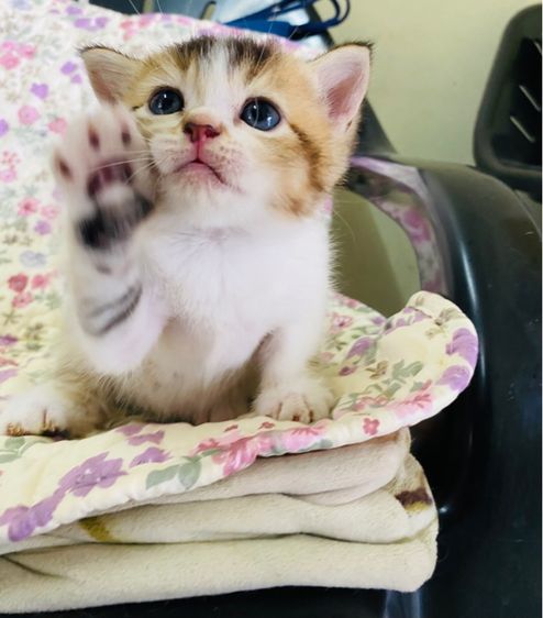 สก็อตติช โฟลด์ (Scottish Fold) สกอตติส ขนสั้น ขนยาว 