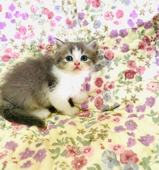 สกอตติส ขนสั้น ขนยาว  รูปที่ 3