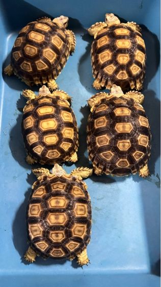 เต่าซูคาต้า รูปที่ 2