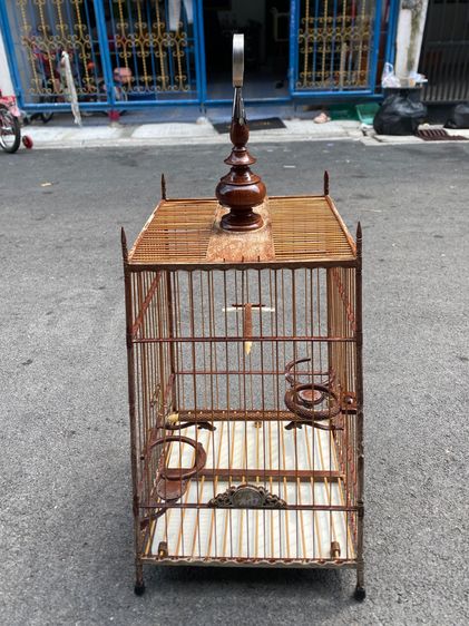 กรงหัวจุก รูปที่ 8