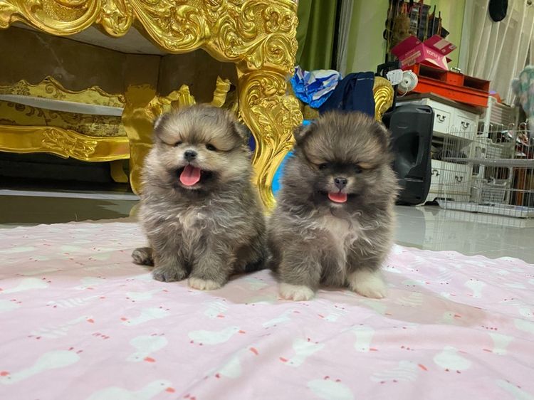 ลูกปอมแท้ พร้อมเลี้ยง สอบถามได้ค่ะ  รูปที่ 3