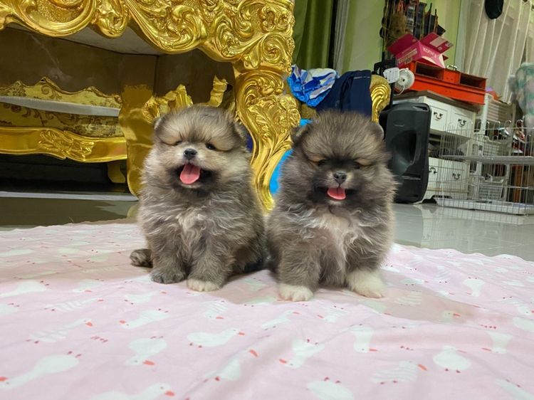 ปอมเมอเรเนียน (Pomeranian) เล็ก ลูกปอมแท้ พร้อมเลี้ยง สอบถามได้ค่ะ 