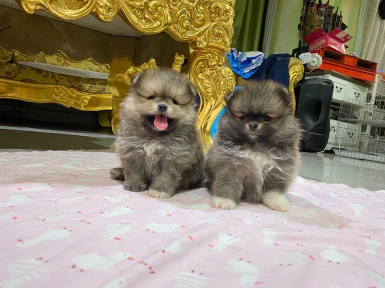 ลูกปอมแท้ พร้อมเลี้ยง สอบถามได้ค่ะ  รูปที่ 2