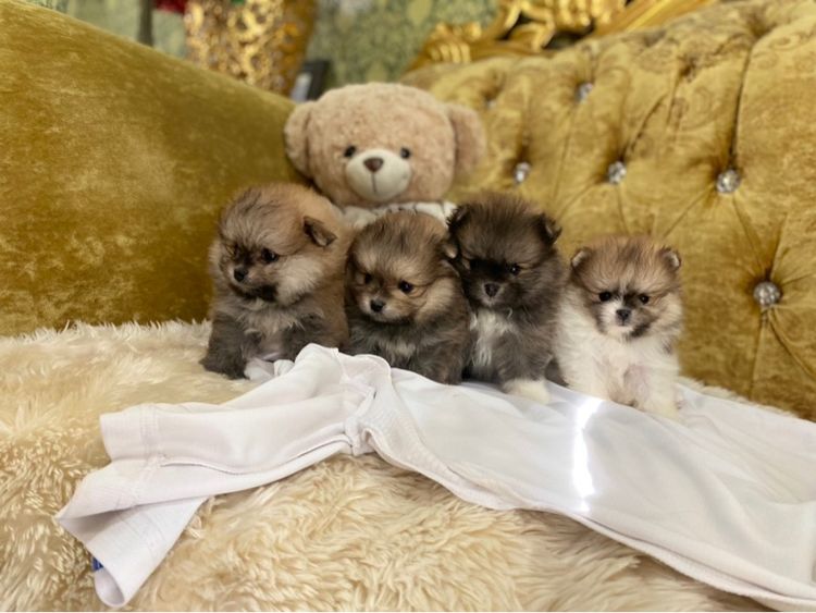 ปอมเมอเรเนียน (Pomeranian) เล็ก สุนัขปอมเมอเรเนียนแท้ อายุ2เดือน 