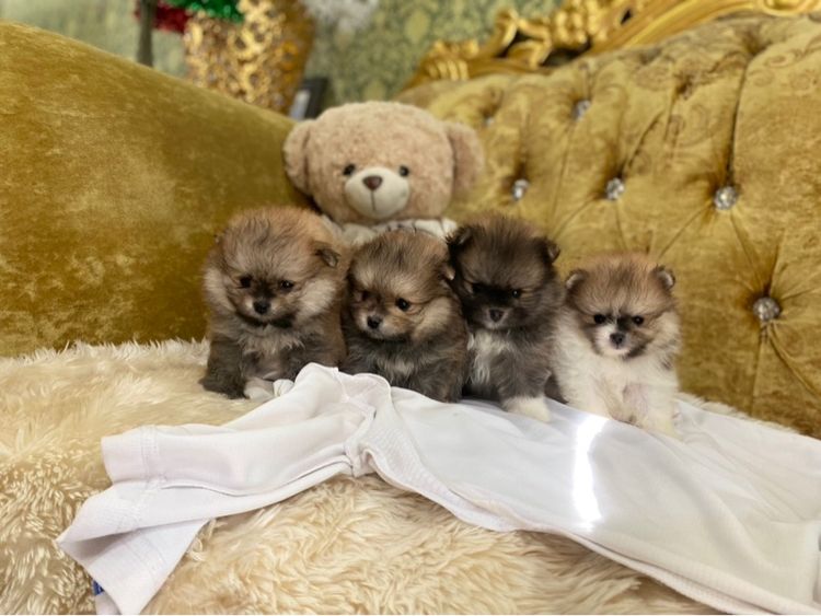 สุนัขปอมเมอเรเนียนแท้ อายุ2เดือน  รูปที่ 2