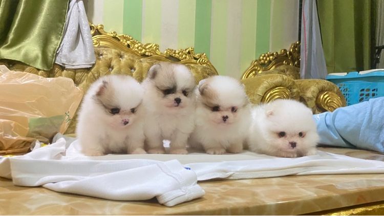 pomeranianแท้   รูปที่ 2