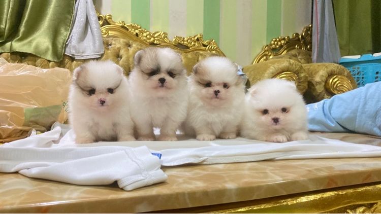 ปอมเมอเรเนียน (Pomeranian) เล็ก pomeranianแท้  