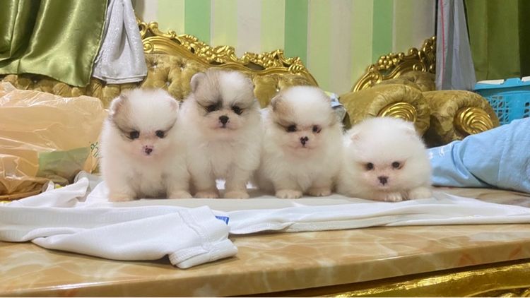 pomeranianแท้   รูปที่ 3
